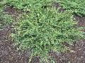 Green Carpet Juniper / Juniperus communis 